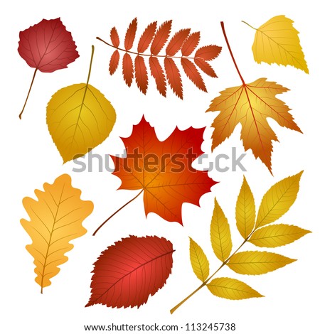 collection beautiful colourful autumn leaves isolated on white background. vector illustration