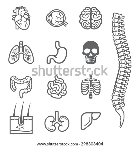 Human internal organs detailed icons set. Vector illustration