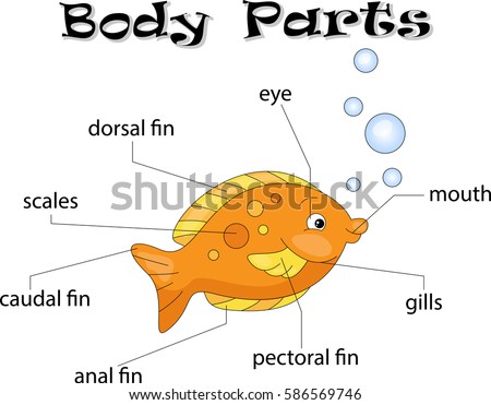 Fish Body Parts Animal Anatomy English Stock Vector 586569746 ...