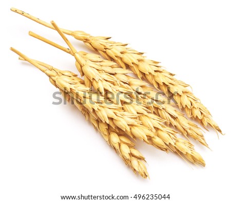 Wheat Crop Stock Images, Royalty-Free Images & Vectors | Shutterstock
