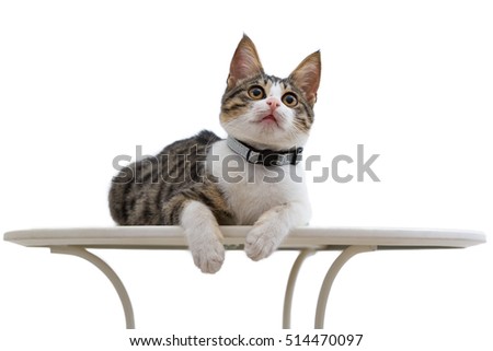 Resultado de imagen para the cat be on the table