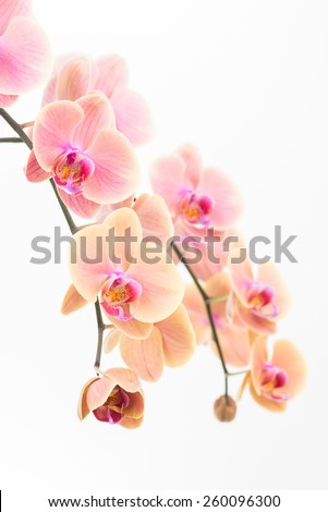 Peach Phalaenopsis orchids and bud close up