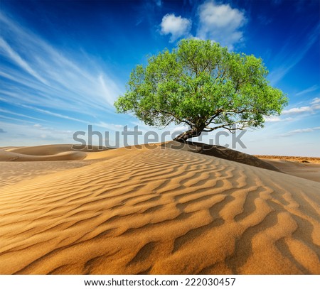 Image result for bird sitting on big green tree, right in the middle of the desert.