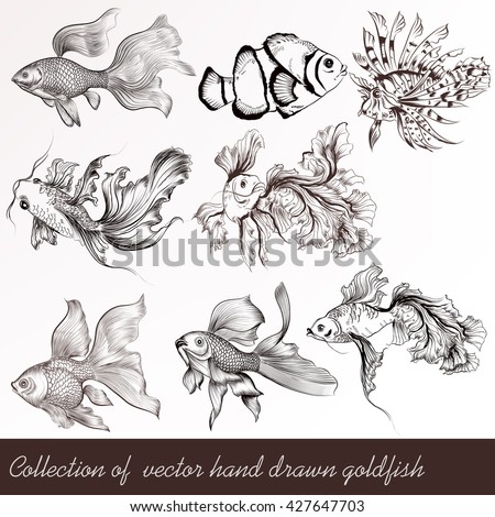 A collection or set of vector hand drawn goldfish in engraved vintage style