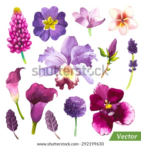 Vector illustration with watercolor flowers. Painting violet set of plants with calla lily, plumeria, orchid and leaves.