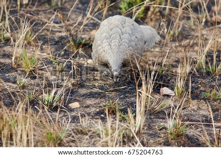 Pangolin Stock Images, Royalty-Free Images & Vectors | Shutterstock