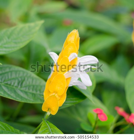 Acanthaceae ImÃƒÂ¡genes pagas y sin cargo y vectores en stock 