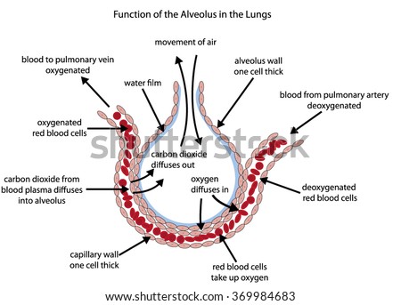 Fully labelled diagram of the alveolus in the lungs showing gaseous exchange.