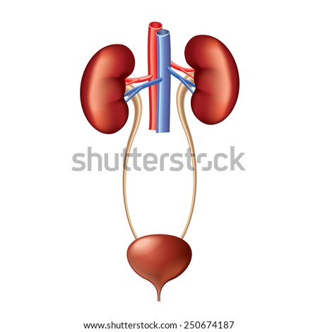 Anatomical Diagram Of Urinary System Gallery - How To 