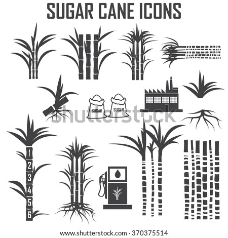 sugar cane icons vector.