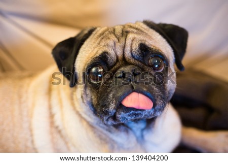 pug with tongue hanging out bug pug stock photo 17745769 pug with tongue hanging out bug pug stock photo 17745769