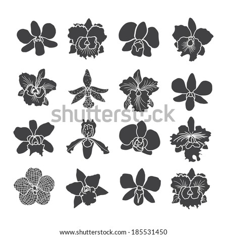 orchid flowers . Vector illustration.