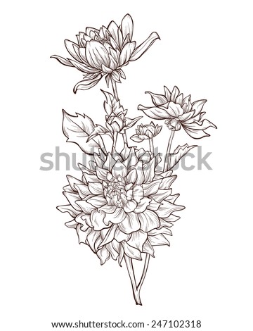 Vector Dahlia Flower Isolated On White Stock Vector 247102273