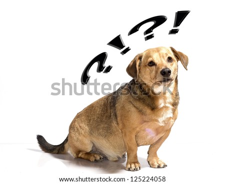Confused Dog Stock Photos, Royalty-Free Images & Vectors - Shutterstock