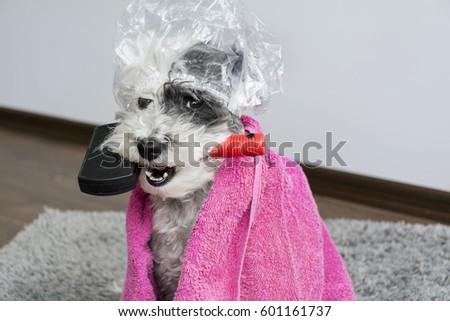 Shower Cap Dog Shower Cap Dog