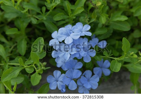 Plumbaginaceae Fotografie snÃƒÂ­mky pro Ã„Âleny zdarma a vektory 