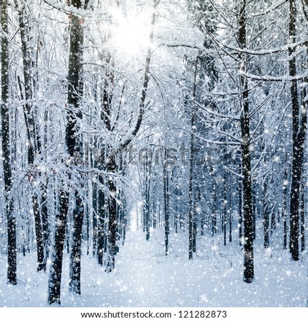 Winter landscape
