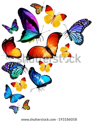 Group Butterflies On White Background Stock Photo 22312036 - Shutterstock