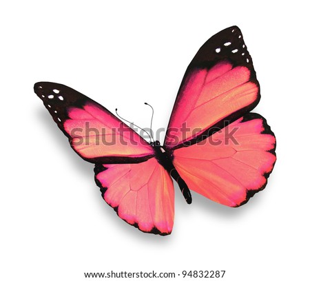 Pink butterfly Stock Photos, Images, & Pictures | Shutterstock