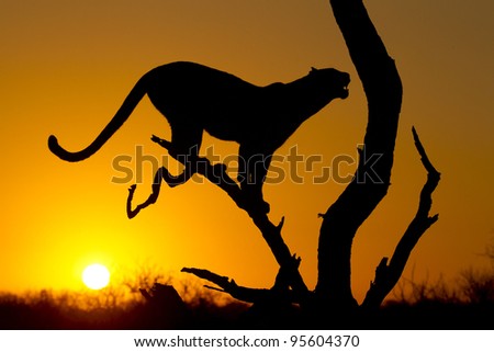 Wildlife silhouette Stock Photos, Images, & Pictures | Shutterstock