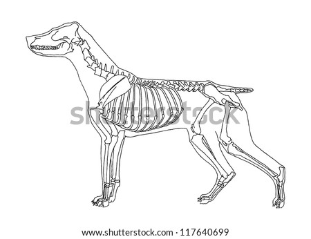 Dog Skeleton Stock Vector 117640699 - Shutterstock