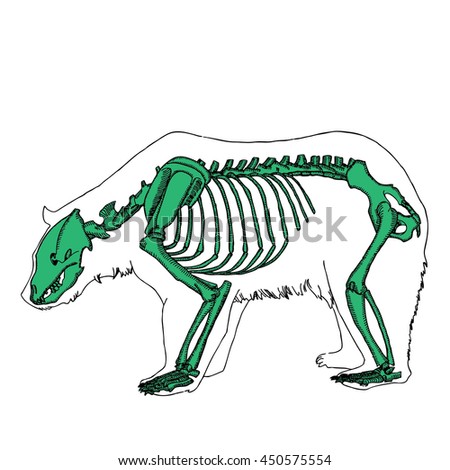 Etching Bear Skeleton Stock Vector 105627893 - Shutterstock