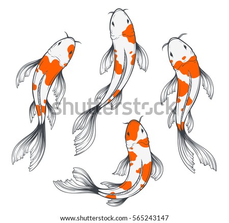 Koi Stock Images, Royalty-Free Images & Vectors  Shutterstock