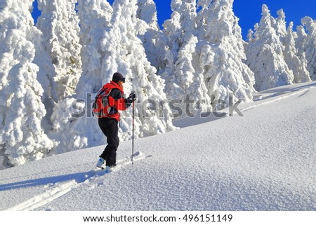 Árvores cobertas de neve e alpinista de esqui subindo na ensolarada encosta da montanha