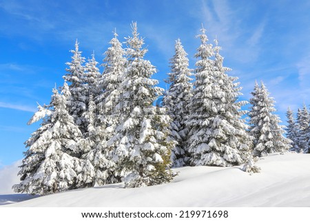 Fairy tale big christmas trees covered with white snow