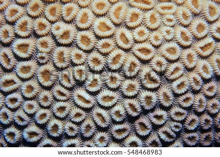 Coral polyps of brain coral (Favia favus) underwater in the coral reef
