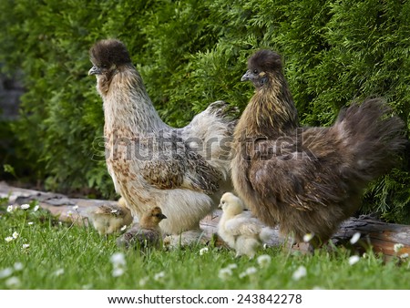 The Silkie - stock photo