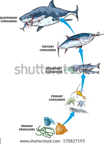 Food-chain Stock Images, Royalty-Free Images & Vectors | Shutterstock