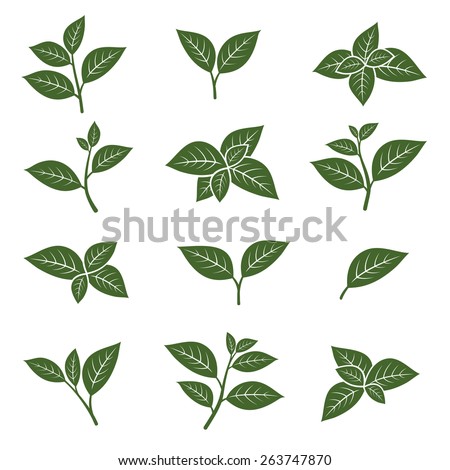 Tea Leaves Clip Art - Royalty Free - GoGraph