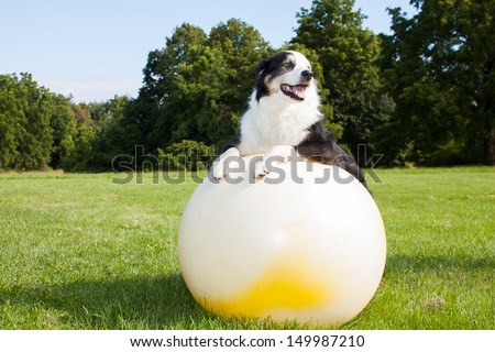 australian shepherd your purebred puppy australian shepherd puppy stock images royalty free images australian shepherd your purebred puppy australian shepherd puppy stock images royalty free images