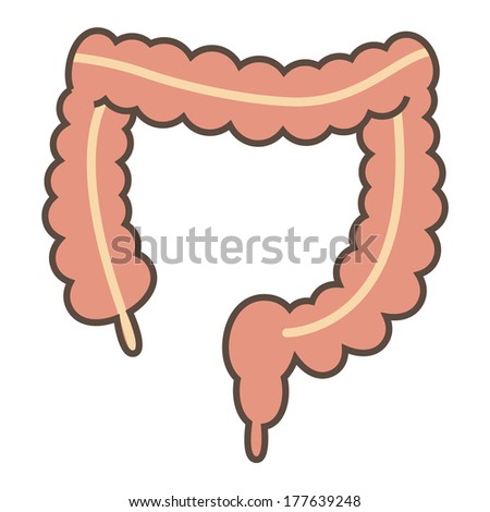 Intestine Stock Photos, Images, & Pictures | Shutterstock