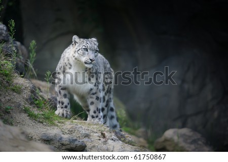Advise you Search snow leopard porn and Consider, that Search snow leopard porn thought differently