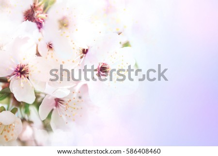 Beautiful white flowers of blossoming apricot tree. Wonderful natural background.