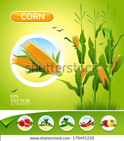Vector vegetables. Corn