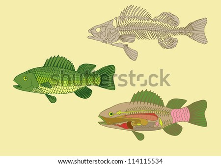 Animal Digestive System Stock Images, Royalty-Free Images & Vectors
