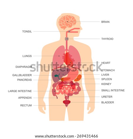 Human Body Anatomy Vector Medical Organs Stock Vector ... spleen diagram project 