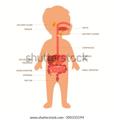 Human Digestive System Labeled Stock Vector 25787644 - Shutterstock