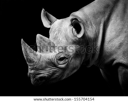 Black And White Animals Stock Images Royalty Free Images