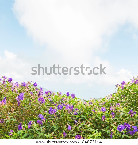 Melastoma Villosum with blue sky