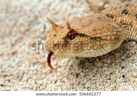 Download Viper Snake Stock Images, Royalty-Free Images & Vectors | Shutterstock