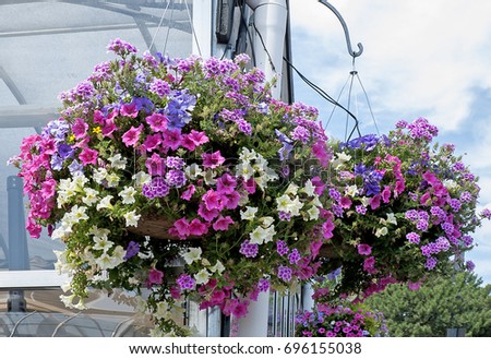 White Fence Pink Roses Sage Salvia Stock Photo 34166053 - Shutterstock