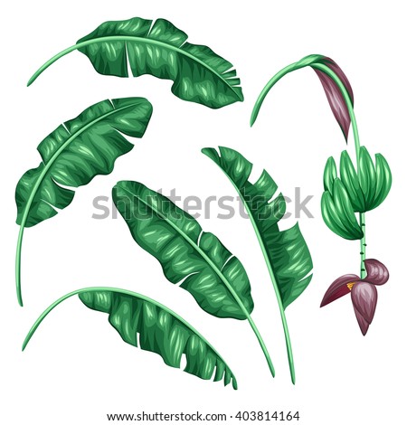 Set of stylized banana leaves. Decorative image with tropical foliage, flowers and fruits. Objects for decoration, design on advertising booklets, banners, flayers.