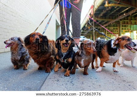 Walking the pack/array of dogs, most dachshunds, being walked by single person in the background on city sidewalk