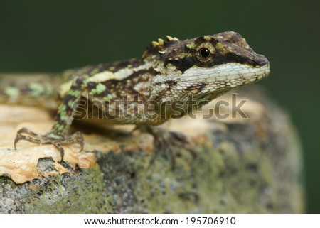CHEN LIZARD PDF DOWNLOAD CHEN LIZARD PDF DOWNLOAD