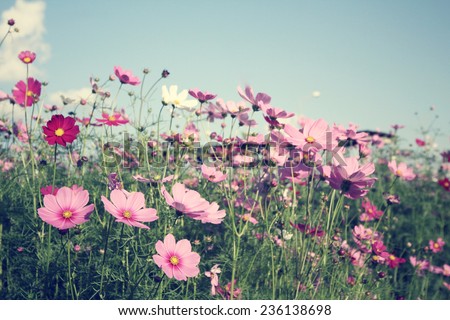 Cosmos Flowers Sunset Stock Photo 65758843 - Shutterstock