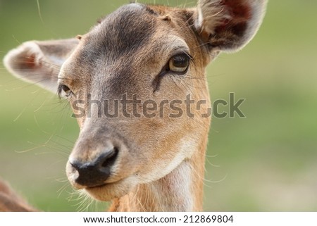 stock-photo-female-fallow-deer-dama-face-close-up-of-eye-212869804.jpg
